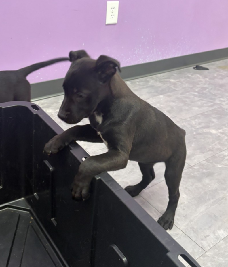 Venus (Planet Litter), photo 8