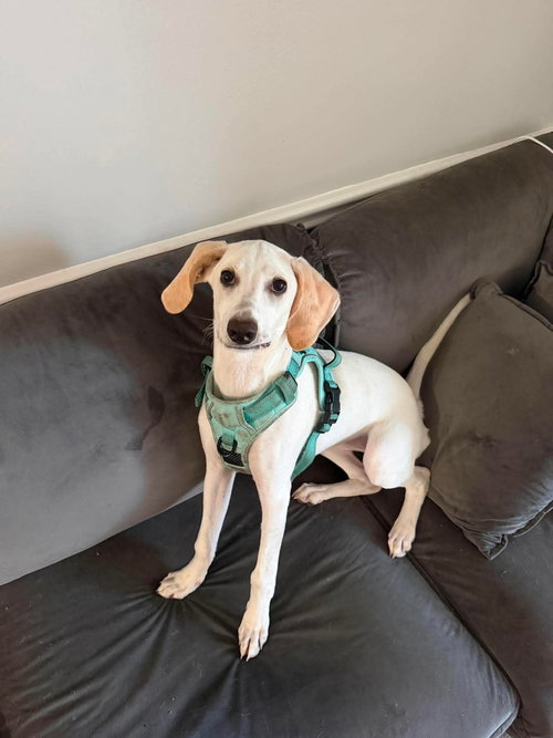 Lace, an adoptable Beagle in Holly Springs, NC