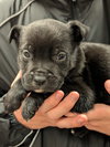 Earth aka Athena (Planet litter) - Photo 4