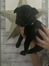 Earth aka Athena (Planet litter) - Photo 3