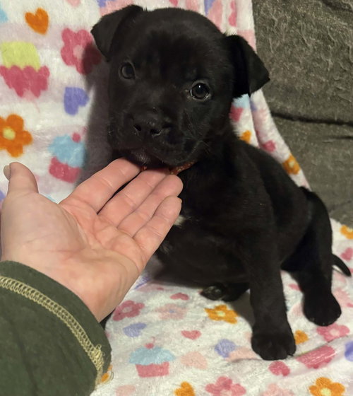 EARTH AKA ATHENA (PLANET LITTER) - German Shepherd Dog available for adoption