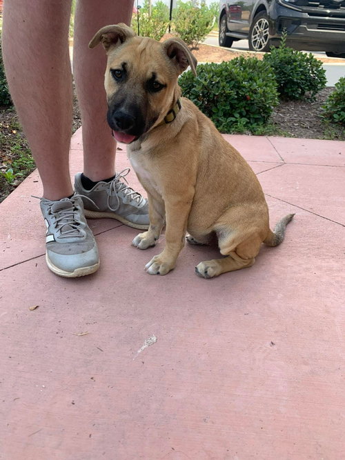 MERCURY (PLANET LITTER) - German Shepherd Dog available for adoption
