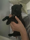 Pluto (Planet litter) - Photo 5