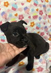 Pluto (Planet litter) - Photo 4