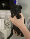 Saturn (Planet litter) - Photo 4