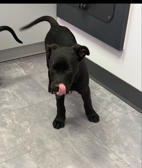 SATURN (PLANET LITTER) - German Shepherd Dog available for adoption