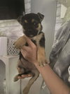 Neptune (planet litter) - Photo 3