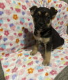 Neptune (planet litter) - Photo 2