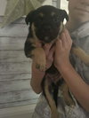 Jupiter (Planet Litter) - Photo 3