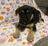 Jupiter (Planet Litter) - Photo 2