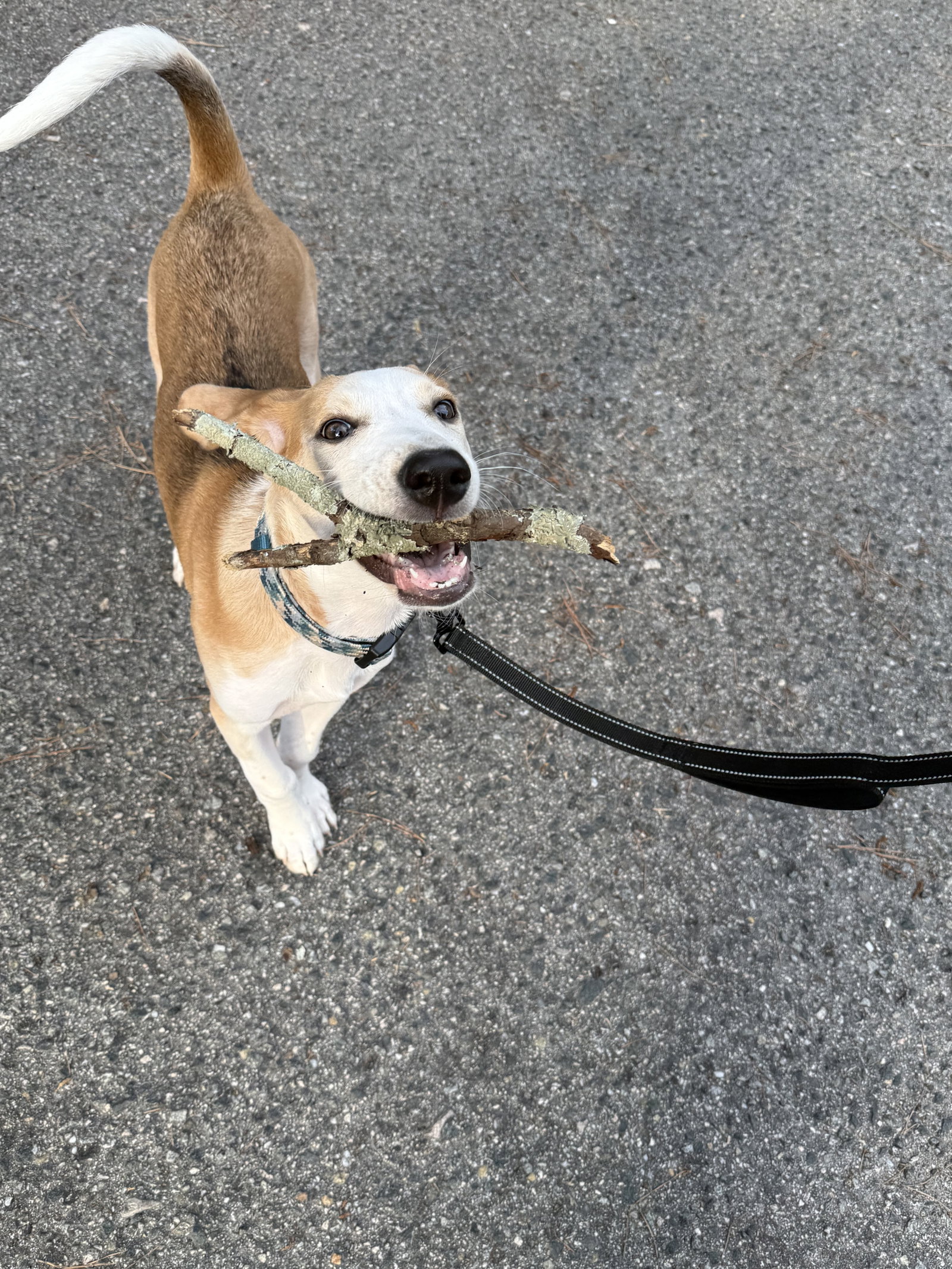 Hank, photo 11