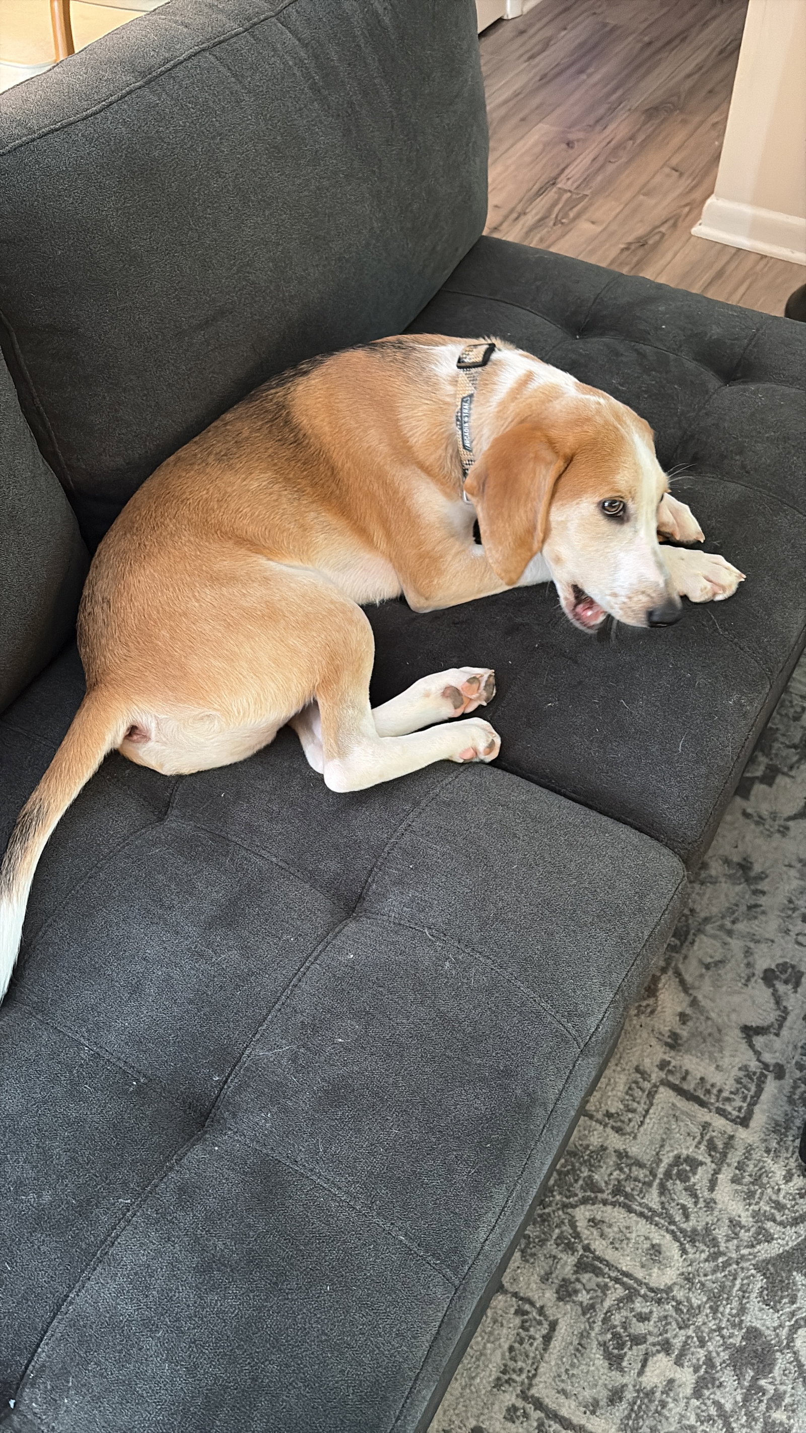 Hank, photo 13