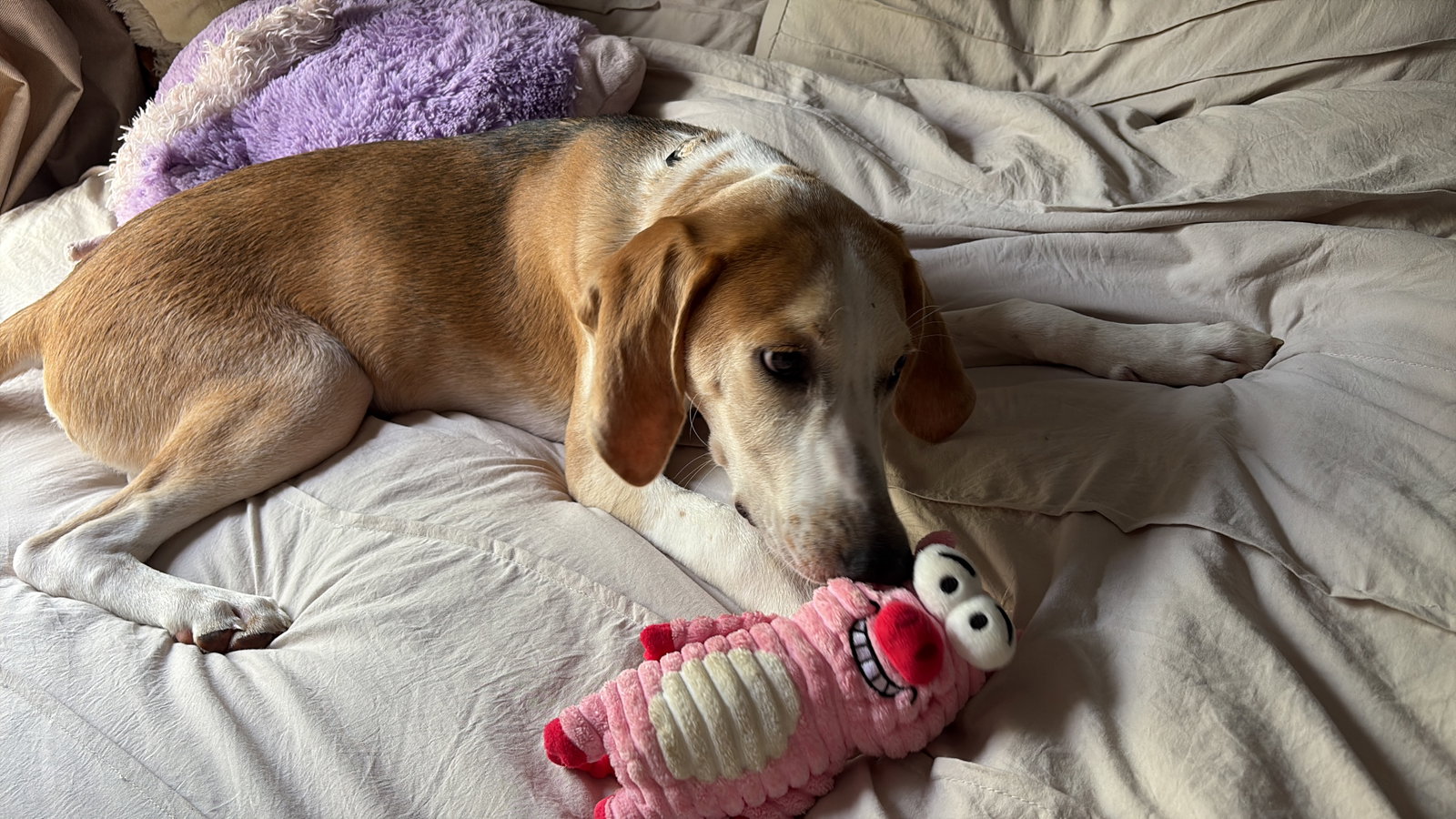 Hank, photo 12