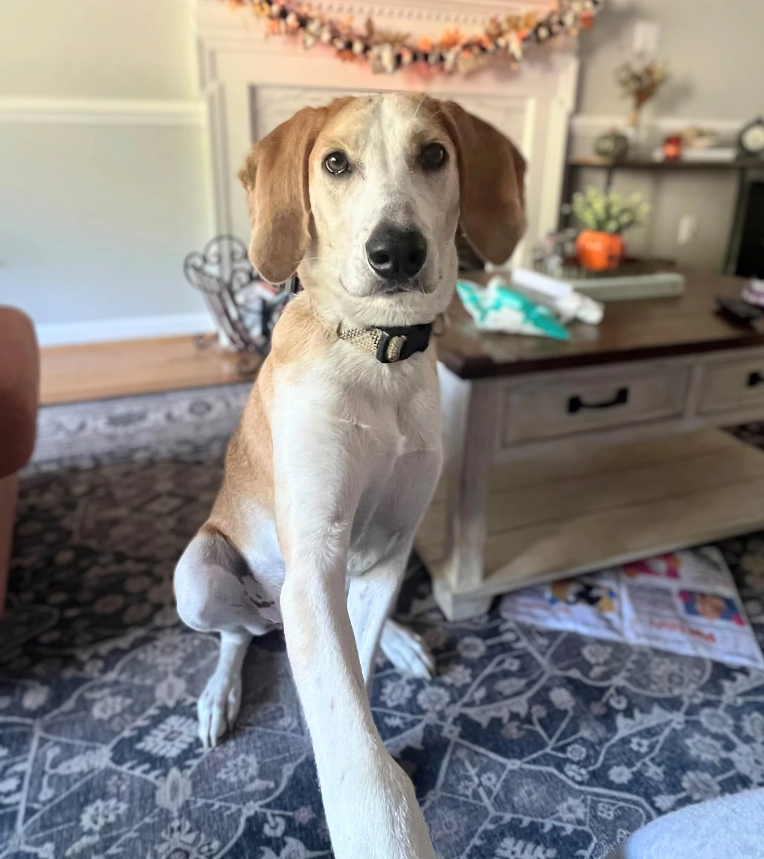 Hank