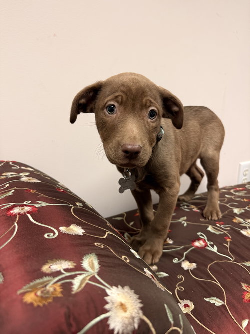 CINDY - Shepherd available for adoption