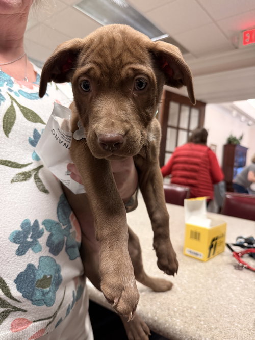 CINDY - Shepherd available for adoption