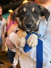 Blake-Nick of Time Litter