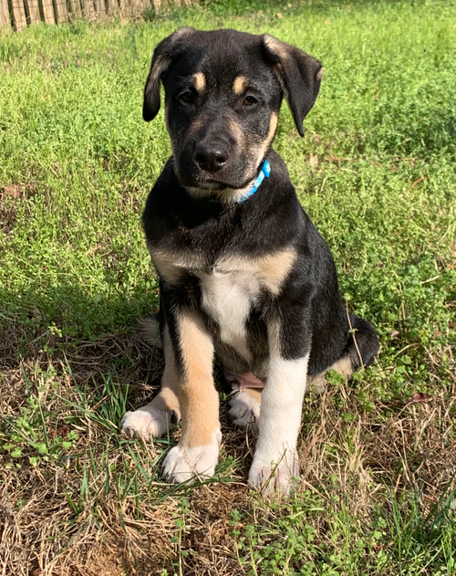 Blake-Nick of Time Litter
