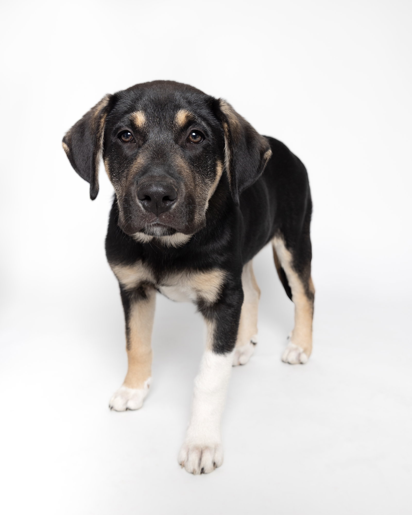 Blake-Nick of Time Litter Image