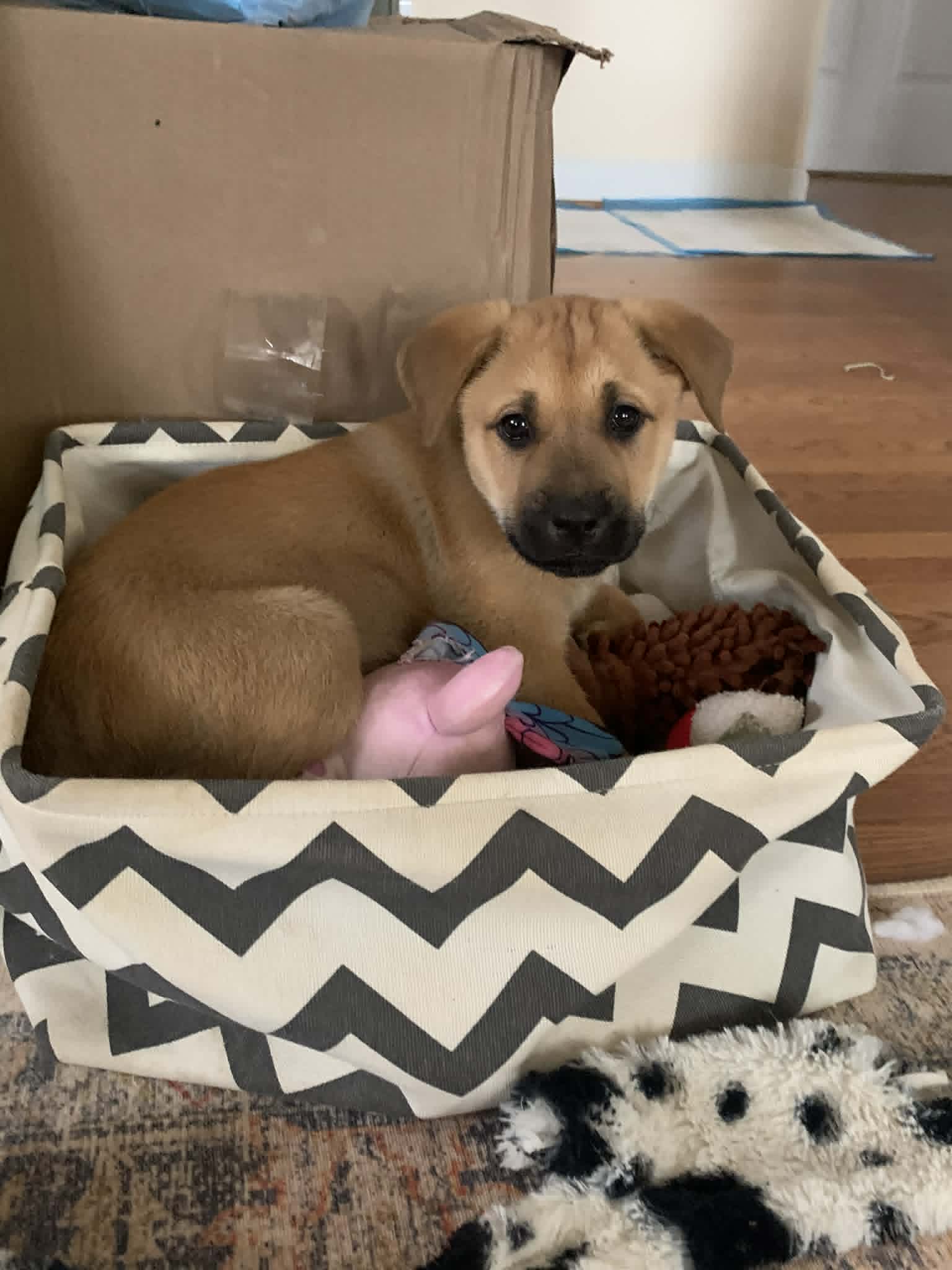 Gwen-Nick of Time Litter Image
