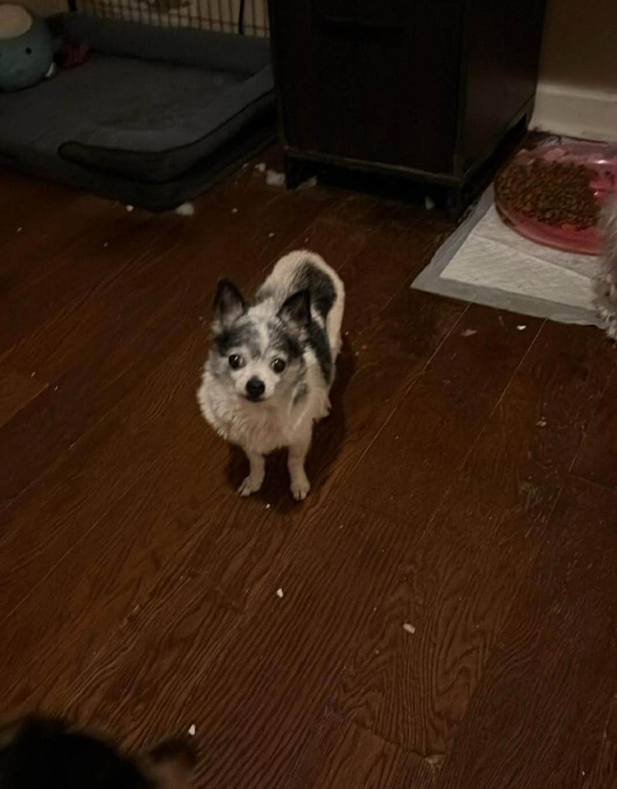 Lucy Image