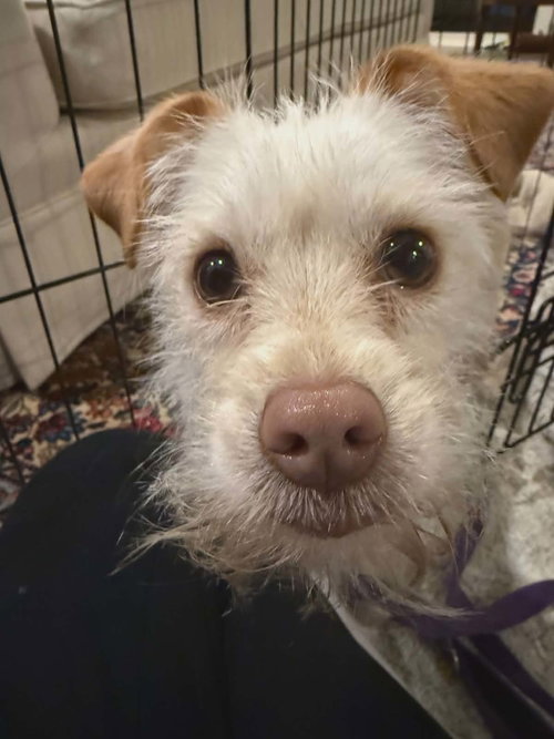 Millie