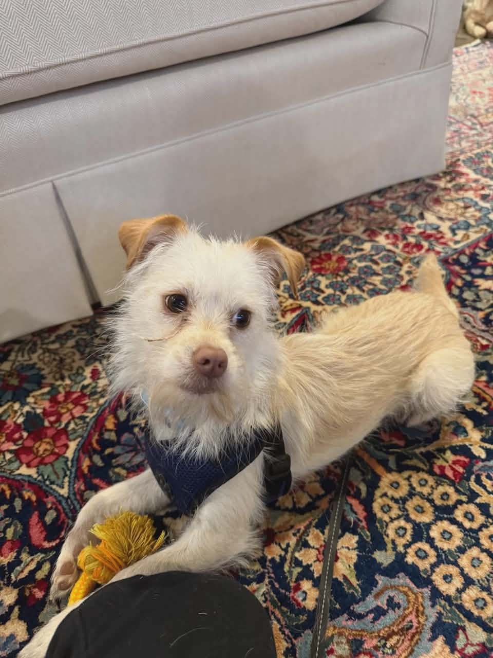 Millie Image