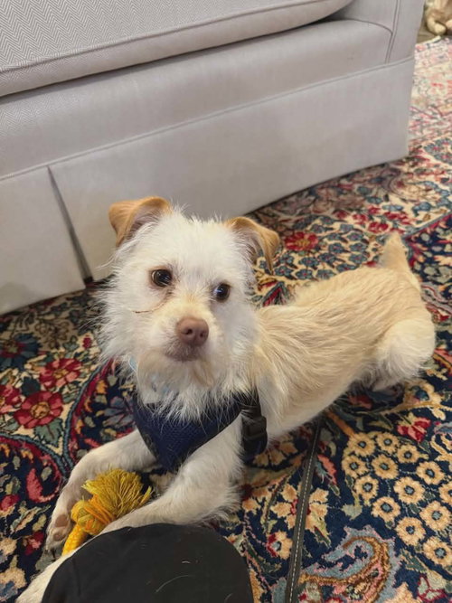 picture of the dog needing adoption