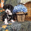 Lily - Zelda's Litter