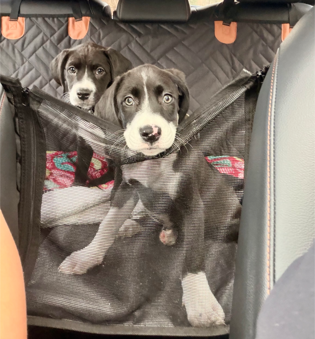Lily - Zelda's Litter Image