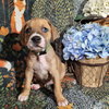 Frost - Zelda's Litter