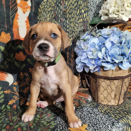 Frost - Zelda's Litter