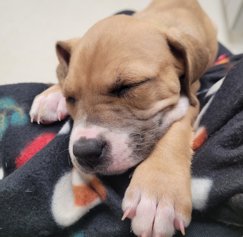 Frost - Zelda's Litter — thumbnail 2