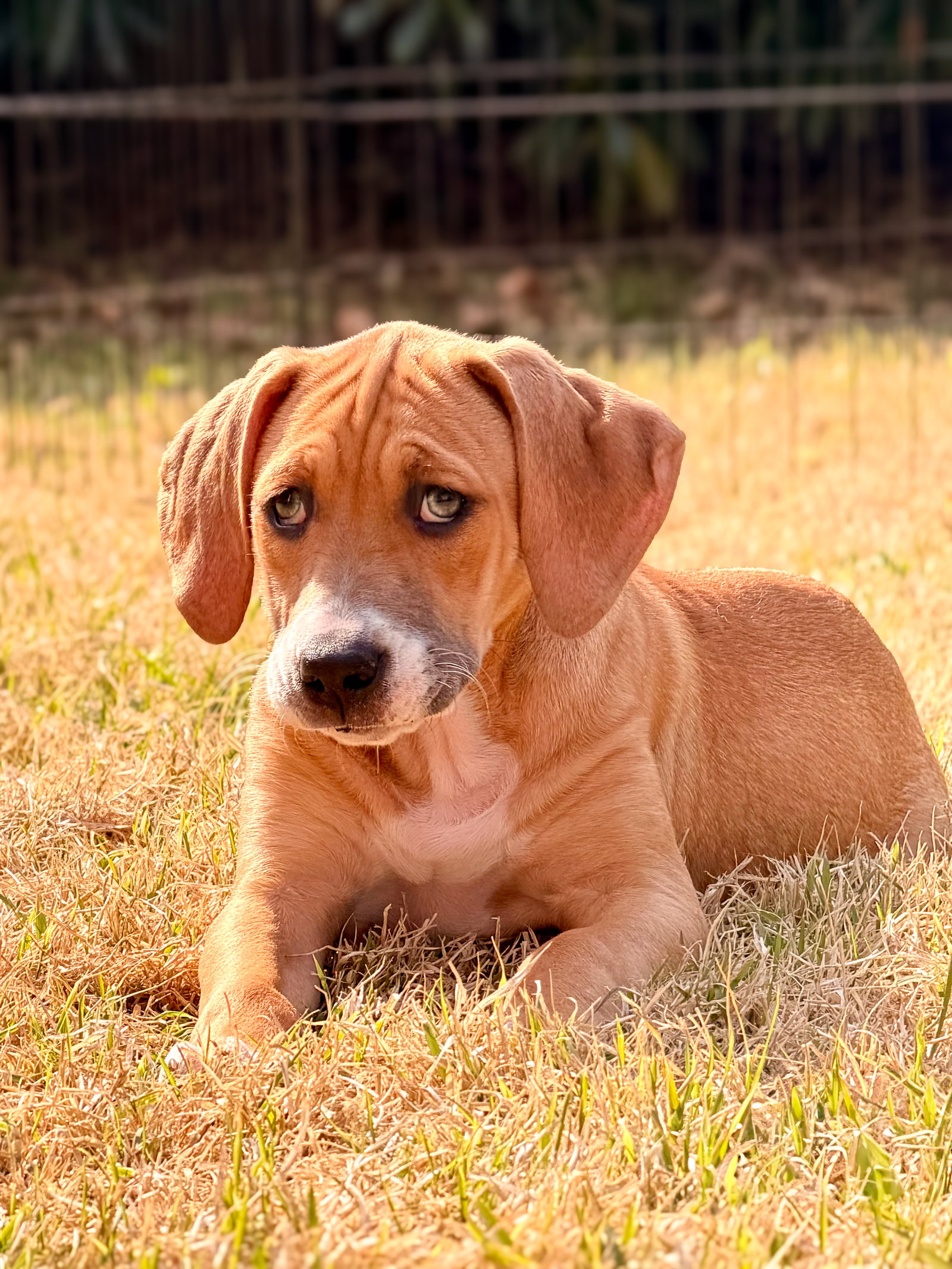 Frost - Zelda's Litter Image