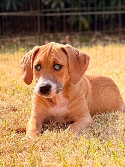 picture of the dog needing adoption
