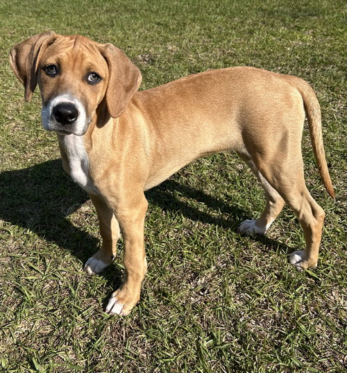 picture of the dog needing adoption