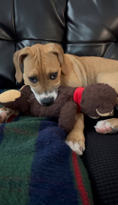 Frost - Zelda's Litter, an adoptable Hound in Holly Springs, NC