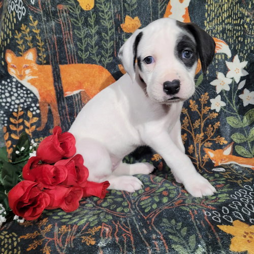 Stefani - Zelda's Litter