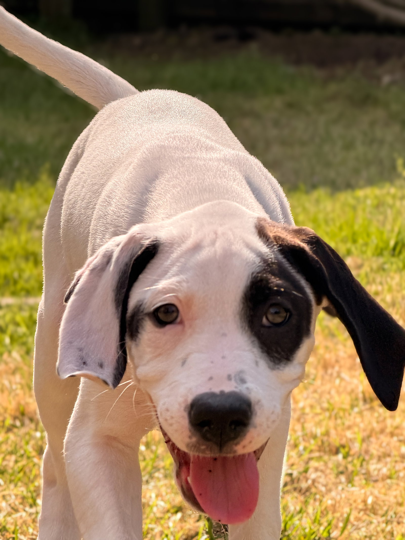 Stefani - Zelda's Litter Image