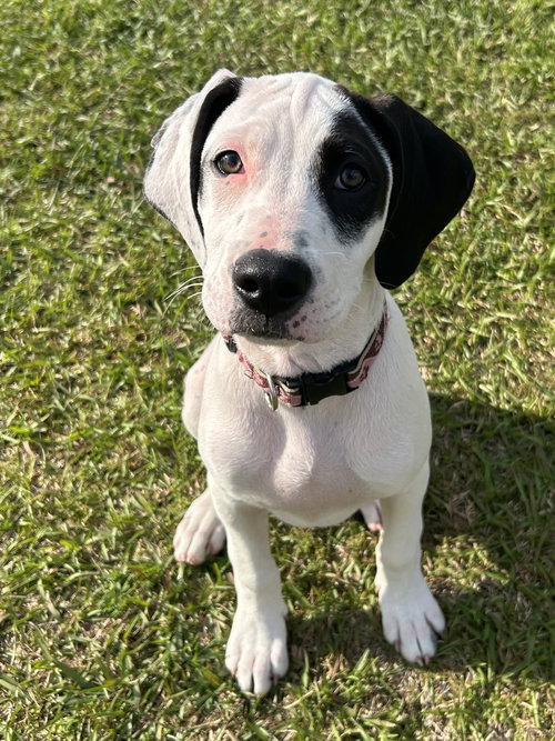 picture of the dog needing adoption