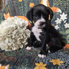 Daisy - Zelda's Litter