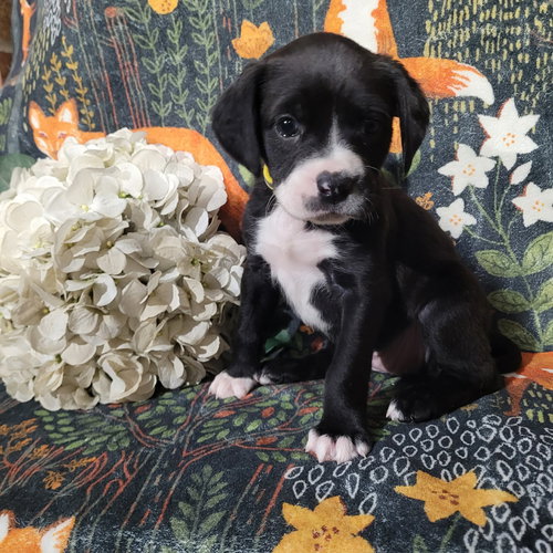 Daisy - Zelda's Litter