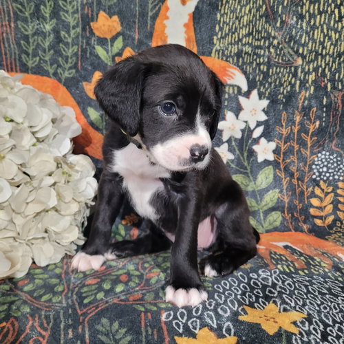 Daisy - Zelda's Litter — thumbnail 3