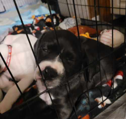 Daisy - Zelda's Litter — thumbnail 2