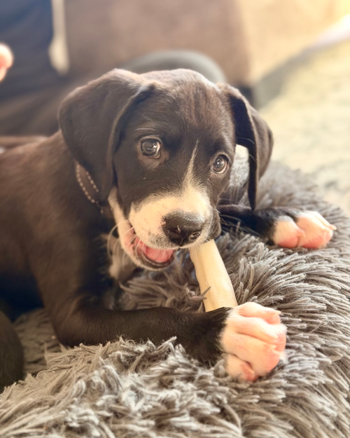Daisy - Zelda's Litter