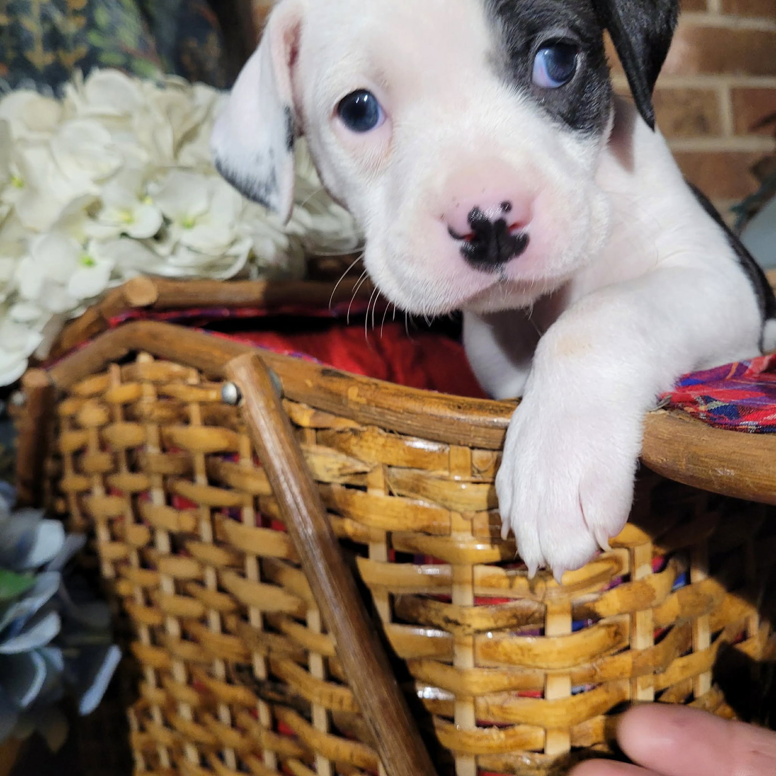 Fanta - Zelda's Litter Image