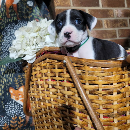 Orchid - Zelda's Litter