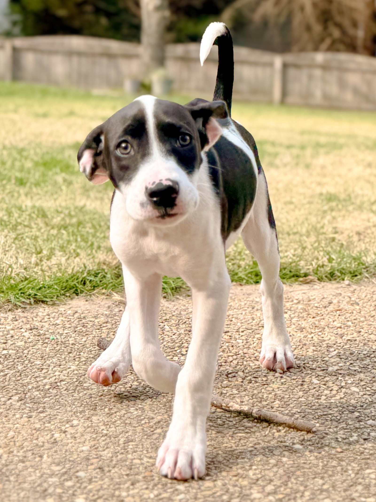 Orchid - Zelda's Litter Image