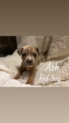 Ash - The Loyal-Tree Litter