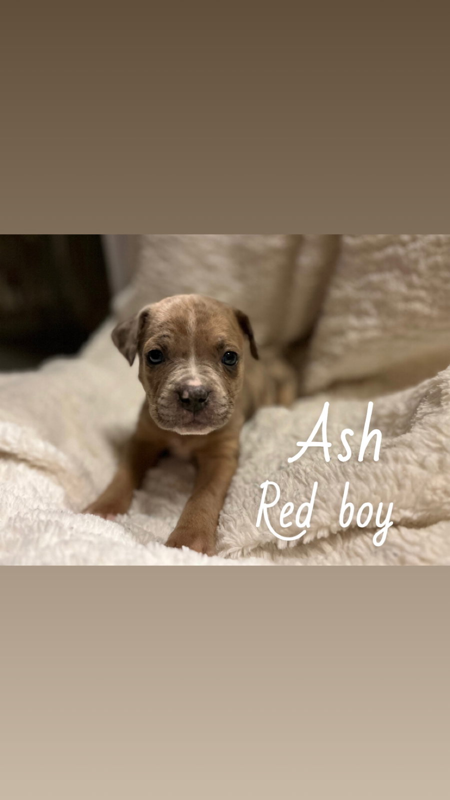 Ash - The Loyal-Tree Litter
